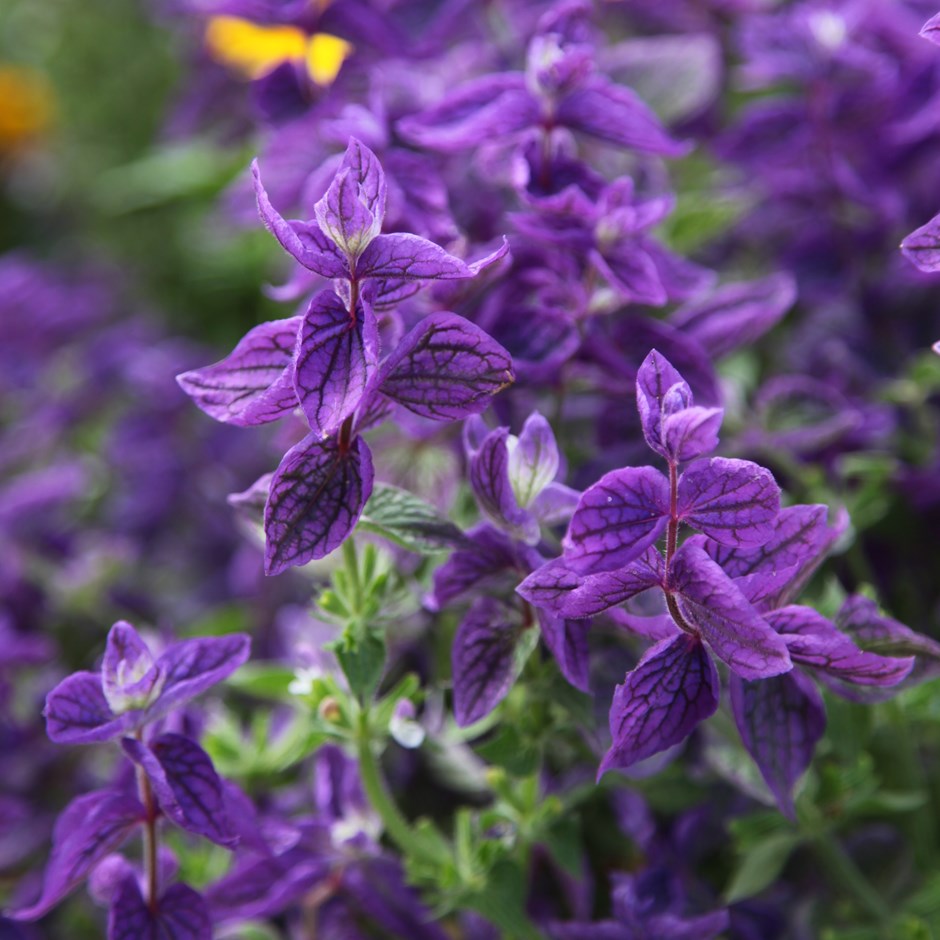 Scents in Dollops